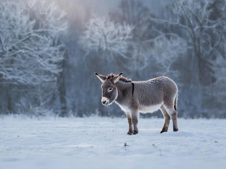 Возивший снаряды на СВО ослик приехал в Московский регион на отдых: где можно посмотреть на животное