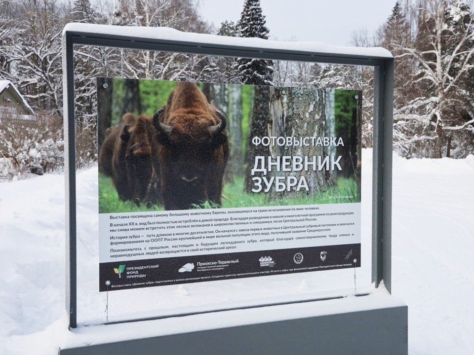 Жизнь зубров в фотографиях: увлекательная выставка в Приокско-Террасном заповеднике ждет посетителей