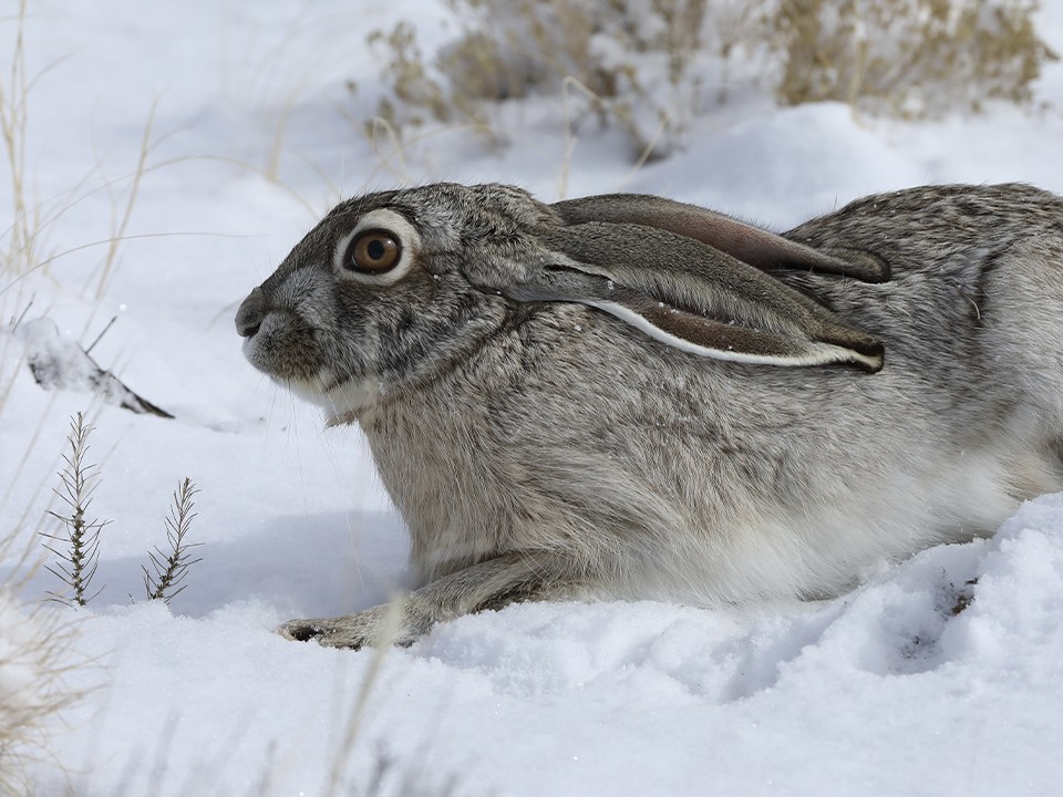 Ушастый символ Левобережного: химчане делятся кадрами встречи с гигантским зайцем