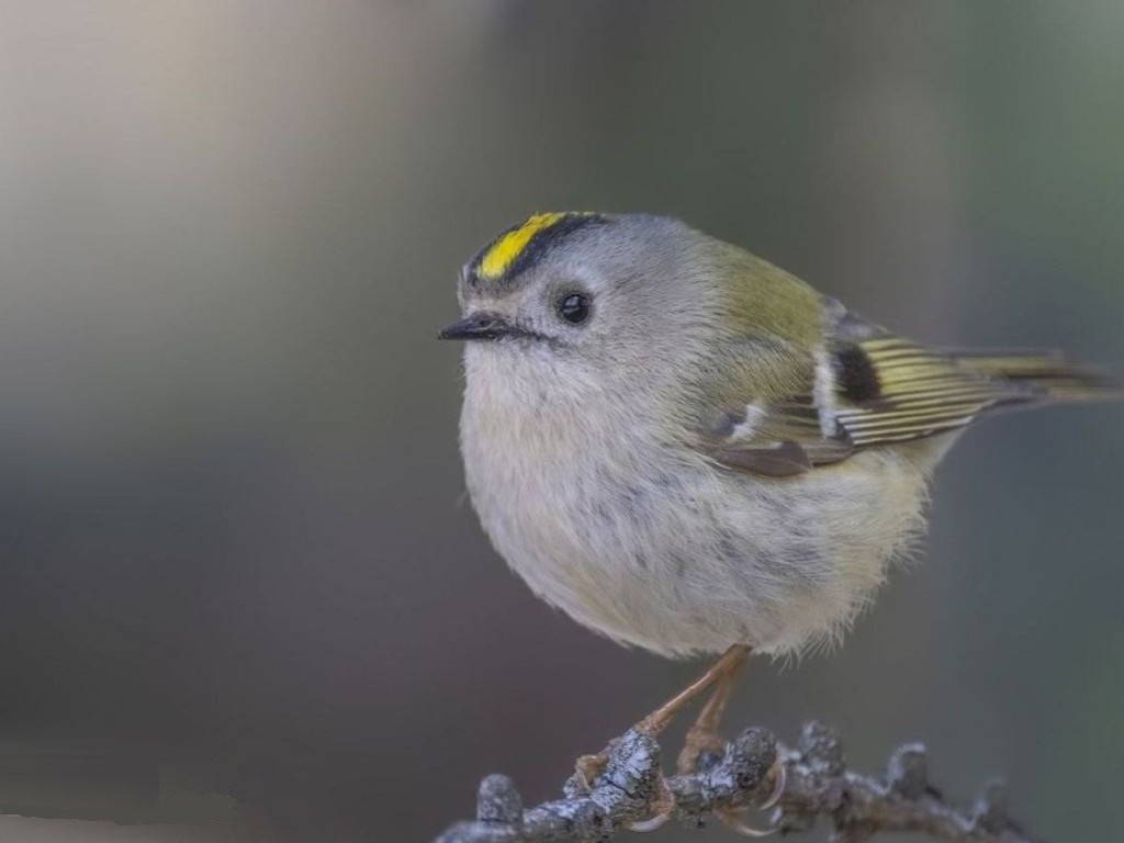 Фотограф в Одинцове запечатлел птиц, которые стали «пушистыми шариками»