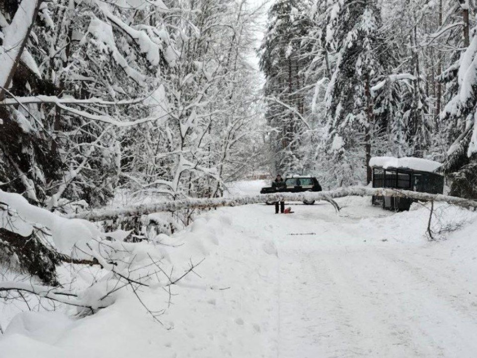 Непрошеный «лесной» заслон: что остановило движение к одной из деревень в Егорьевске