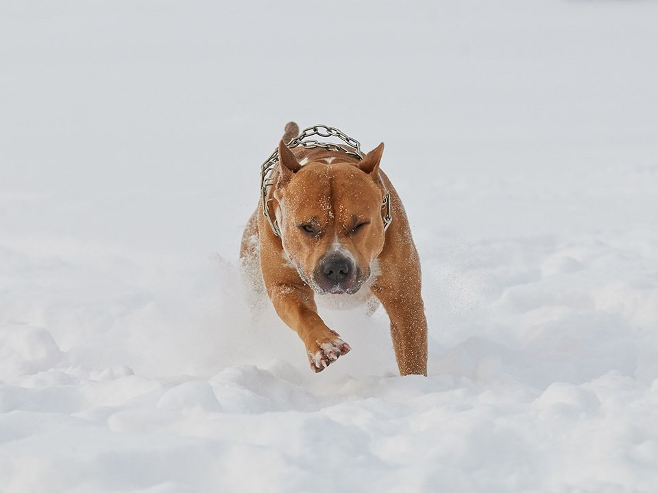 Нагадила на ₽10 тыс: штраф может прилететь хозяйке корги, который сделал из хоккейной коробки туалет в Подольске