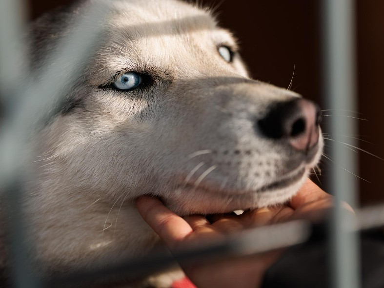 Жителей Подмосковья стали реже пробовать на вкус: как в регионе снижают популяцию безнадзорных собак