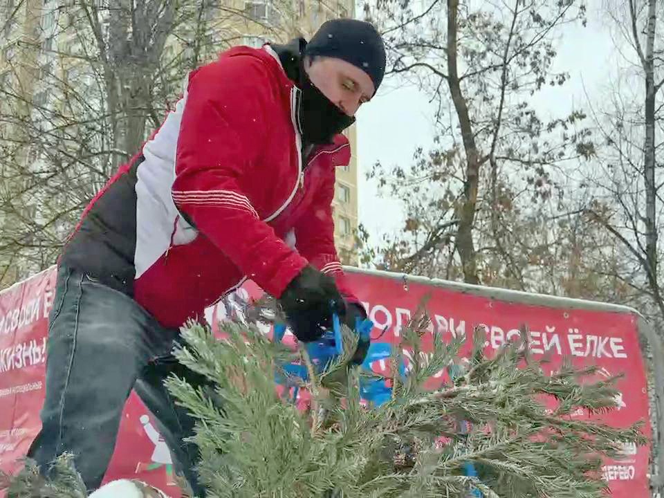 От елки до фермы: в Ступине открылся пункт приема новогодних деревьев