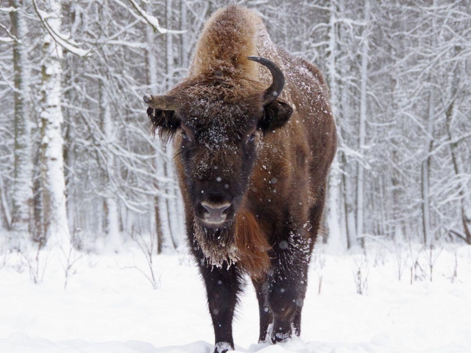 Серпухов встречает «Дневник зубра»: фотовыставка покажет жизнь зубров с первых шагов до взрослой мощи
