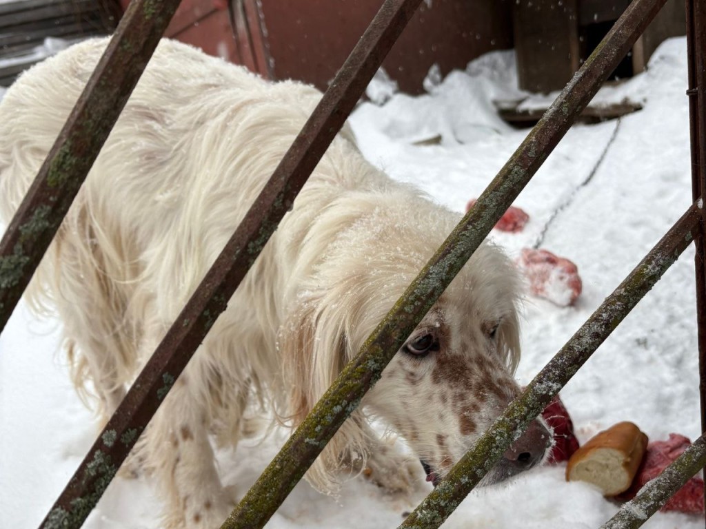 Волонтеры под Каширой пытаются откормить и спасти запертого на участке спаниеля