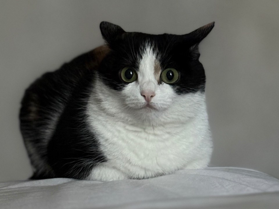 Грозит лишним весом: для каких кошек зимнее увеличение рациона действительно опасно