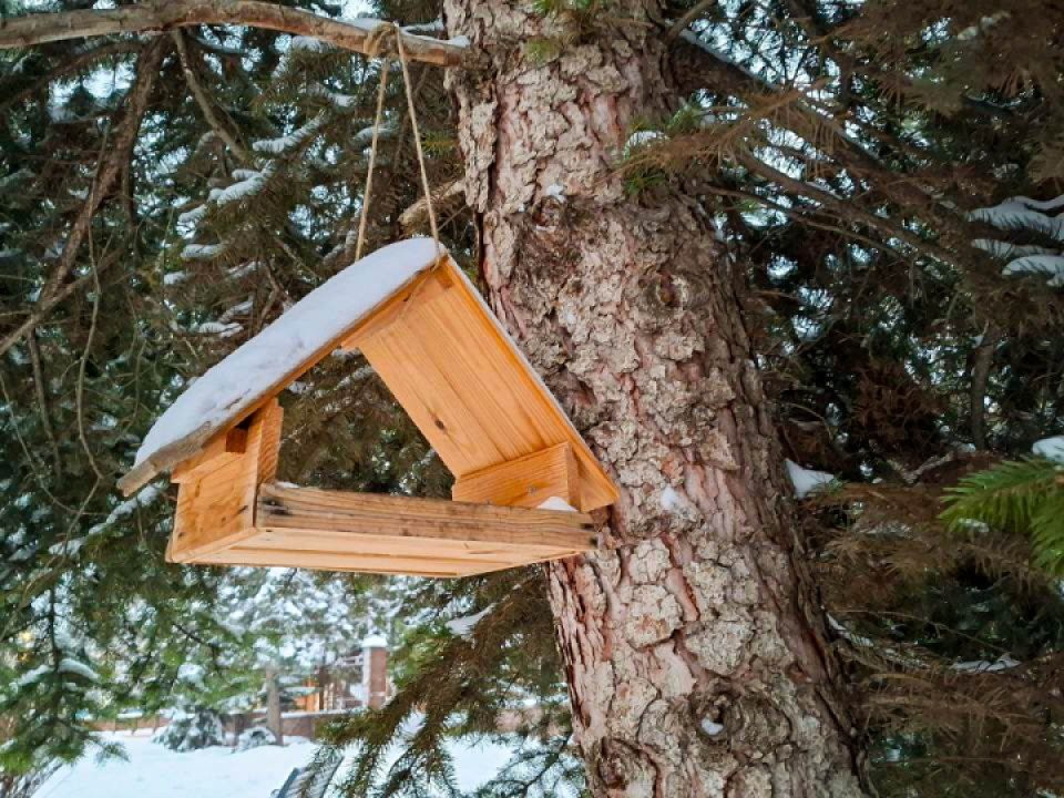 Одинцовские школьники освоили «бердвотчинг»