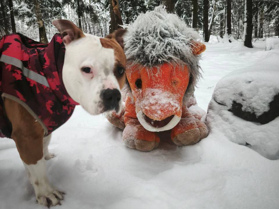 Жители Балашихи приняли занесенную снегом игрушку за дикого льва
