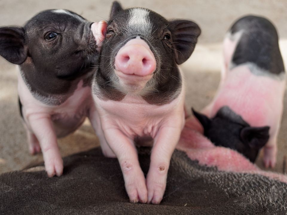 Этот продукт противопоказан многим: в Роскачестве предупредили о вреде и пользе бекона