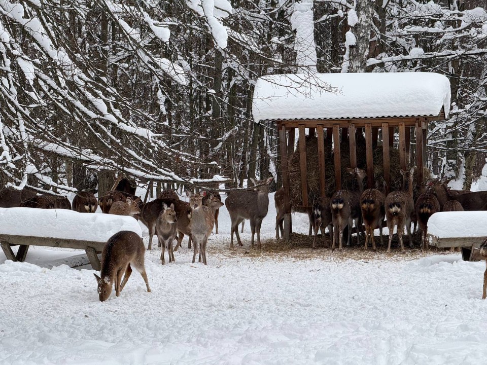 Кабаны и олени в «Лосином острове» ждут добровольцев с лопатами