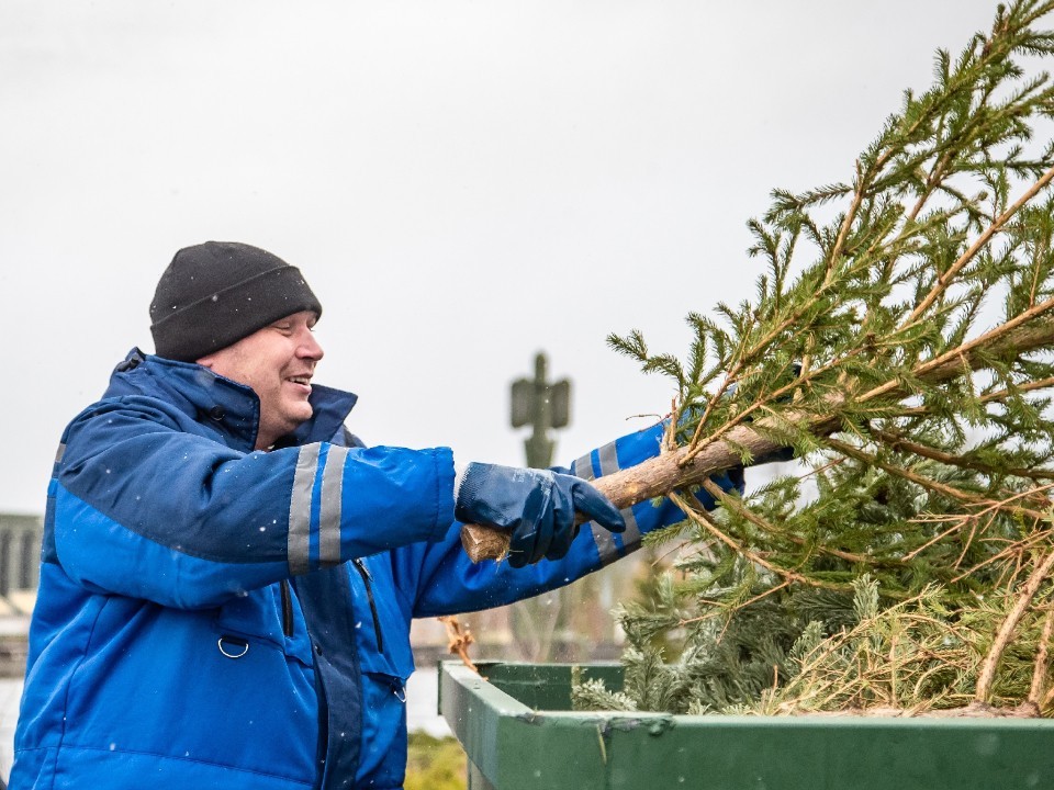 Акция «Сдай елку на переработку» проходит в Балашихе