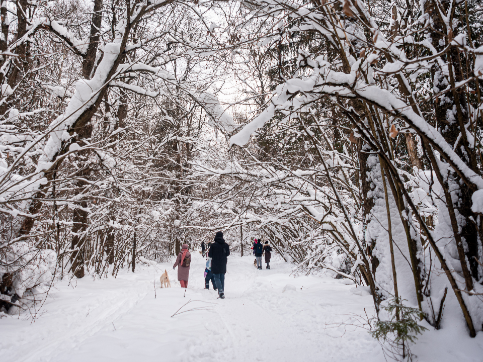 Пять правил безопасной прогулки зимой: как защитить питомцев от дорожных реагентов