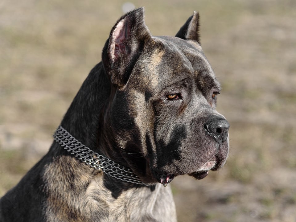 Праздник без стресса: почему не стоит брать собаку в мегаполис на каникулы