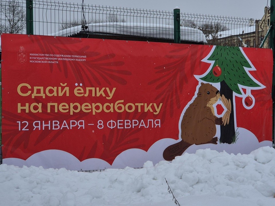 В Орехово-Зуевском округе продолжается акция «Сдай елку на переработку»