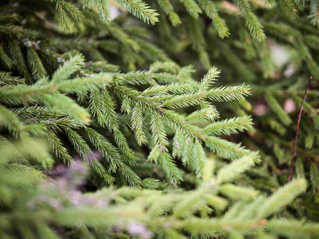 Утилизация новогодних елок в Люберцах: сдать дерево на переработку можно в девять пунктов приема