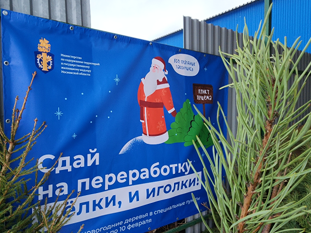 Елки в Можайске отправляются на новое служение: экология и польза вместо свалки