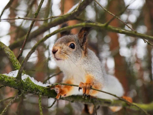 Как спасти белочку: жителей Котельников призывают помочь пушистым обитателям лесопарка