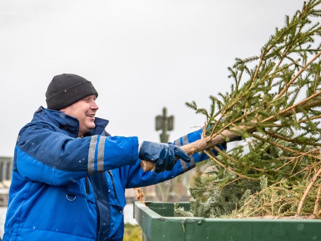 Куда сдать на переработку новогоднюю ель в Подмосковье