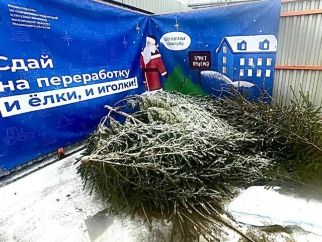 Елки в Истре пойдут на щепу и корм животным: куда везти свое новогоднее дерево