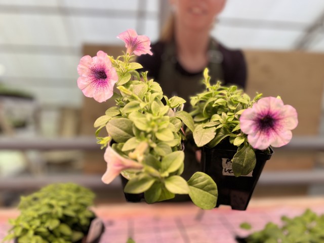 Огород в квартире: садовод из Лосино-Петровского рассказала, что посадить зимой