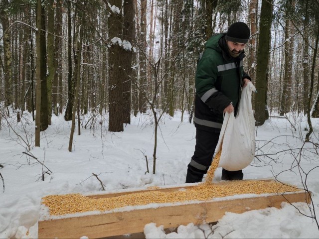 Оленей и кабанов в Лосином острове балуют самым вкусным лакомством