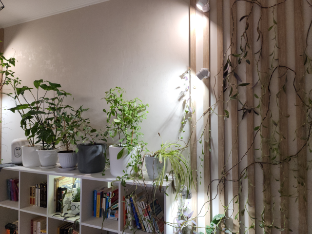 Растения и техника: как поднять уровень влажности в квартире рассказала терапевт из Серпухова