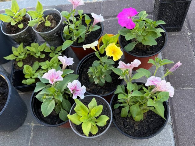 Петуньи взойдут «ковром»: садовод из Истры раскрыла главный трюк посева в январе