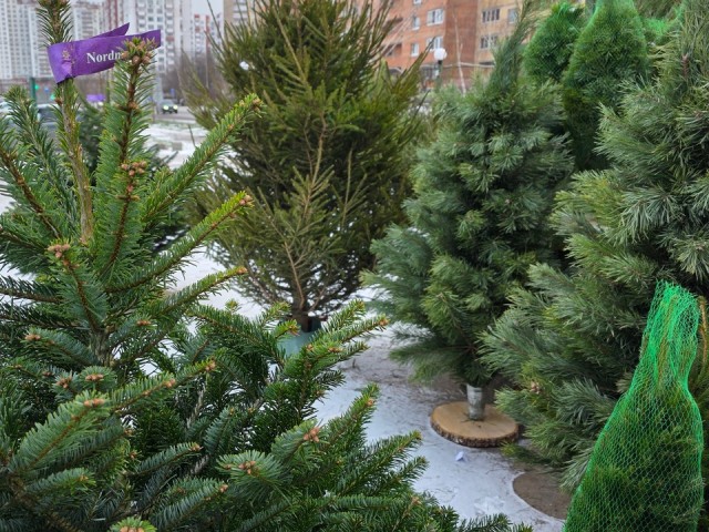 Где сдать новогодние елки в Мытищах: акция «Елочный круговорот»