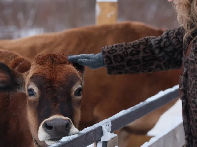 Кусок сыра забрал себе победитель конкурса в Орехово-Зуеве