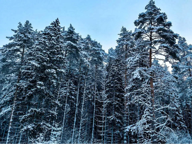 Кто будет отвечать за леса Московской области: карьерный путь Александра Нацкого