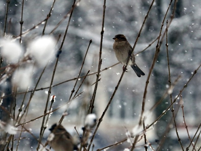 В Химках ударят морозы: что принесет городу мощный скандинавский антициклон