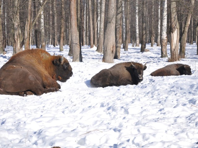 Технические «глаза и уши»: как новые технологии защитят леса от свалок и строек