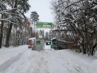 В Черноголовке принимают живые ели, пихты и сосны на переработку
