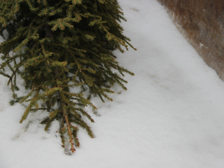 Куда деть елку после праздников: топ-3 способа утилизировать новогоднее деревце