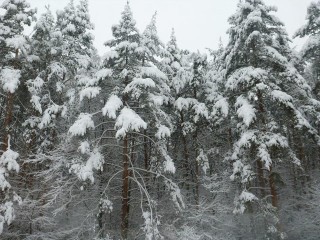 Метель и мороз до -19! В январские праздники Подмосковье скует ледяной холод