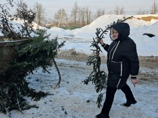Акция по сбору новогодних елок продлится в Луховицах до 8 февраля
