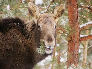 Тайна «голой» сосны: в Приокско-Террасном заповеднике нашли дерево, которое любят все лоси