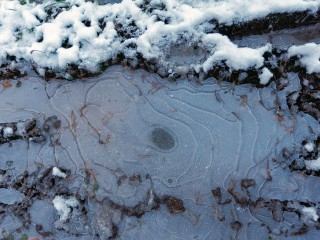 Спасатели освободили примерзшую ко льду чайку в Москве