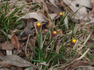 Весна наступит в феврале? Синоптики прогнозируют климатический сюрприз в Подмосковье