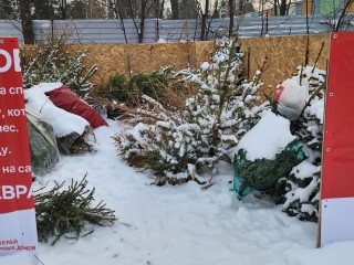 Выкинуть по правилам: куда отправить елку после праздников в Серпухове