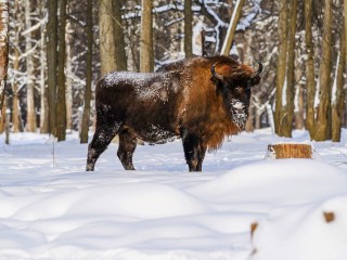 Зубры с трудом преодолевают рекордные сугробы Приокско-Террасного заповедника