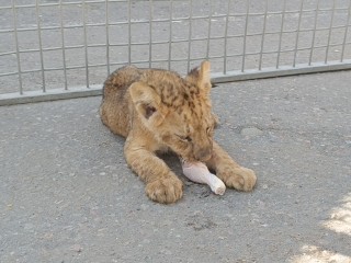 Львица Шейла с переломанными лапами учится двигаться