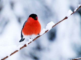 Давление стремительно вырастет, а температура упадет до минус 24 °C в Подмосковье