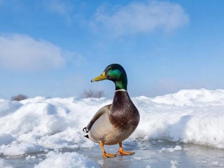 Жители в Кашире ищут новый дом замерзающей утке-бродяге