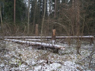 Лечение топором и наукой: в «Русском лесе» уберут 150 опасных деревьев