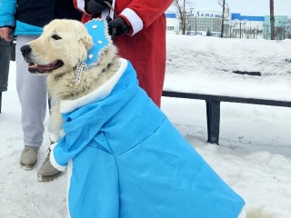 Хвостатая Снегурочка позировала для новогодних фото волоколамцев