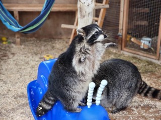 Еноты тоже любят сюрпризы: что именно подарили звезде тв-рекламы из Хотькова