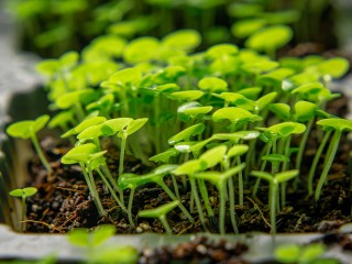 Как правильно выращивать полезную микрозелень на подоконнике