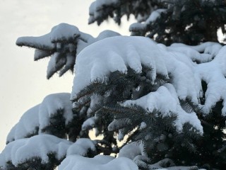 Снега не будет, но будет мороз: синоптик дал точный прогноз погоды на 15 января